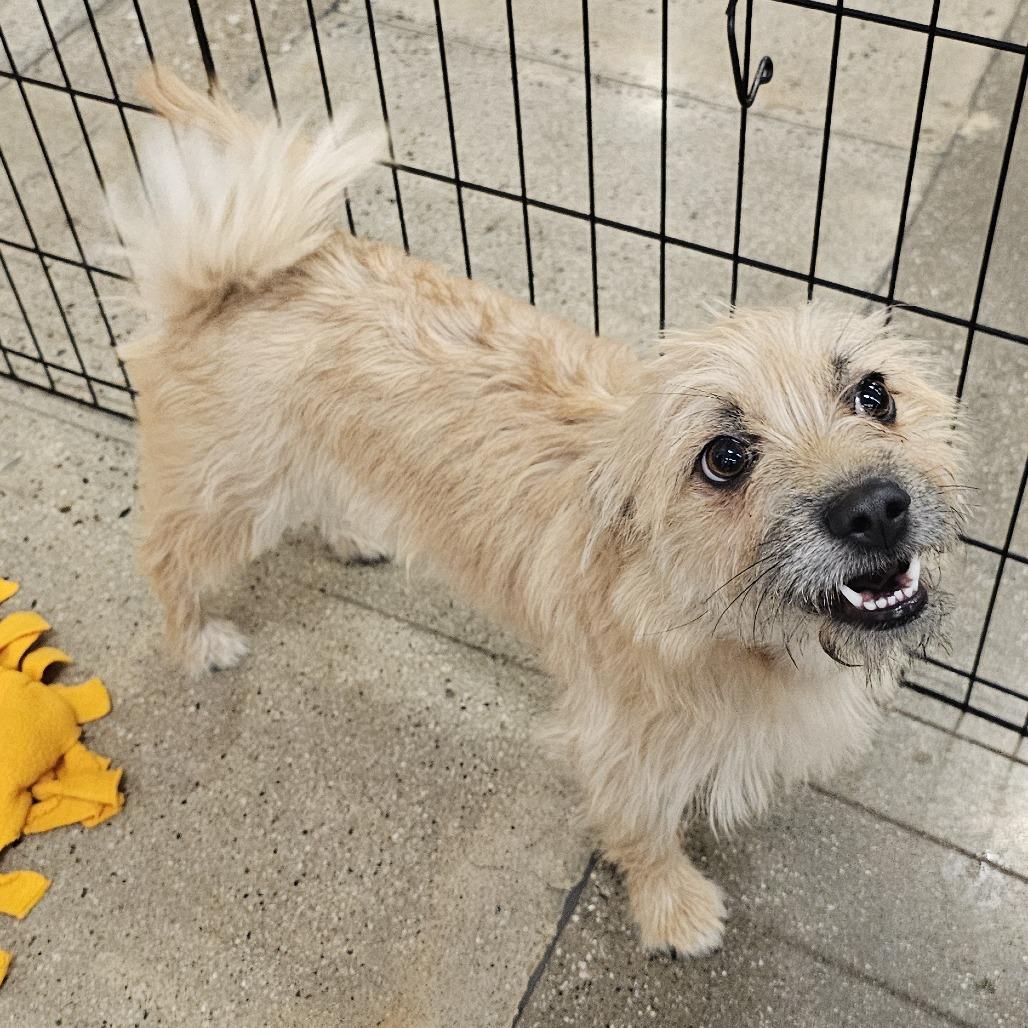 Chloe, Adoptable, Young Female Cairn Terrier & Wheaten Terrier.