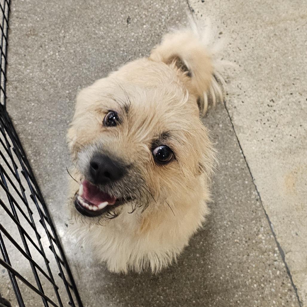 Enlarge Chloe, a Adoptable mixed breed in Apple Valley, CA image 2/2