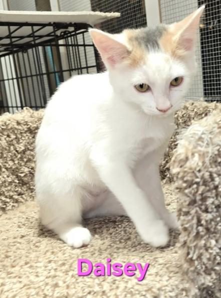 Daisey, Adoptable, Young Female Domestic Short Hair.