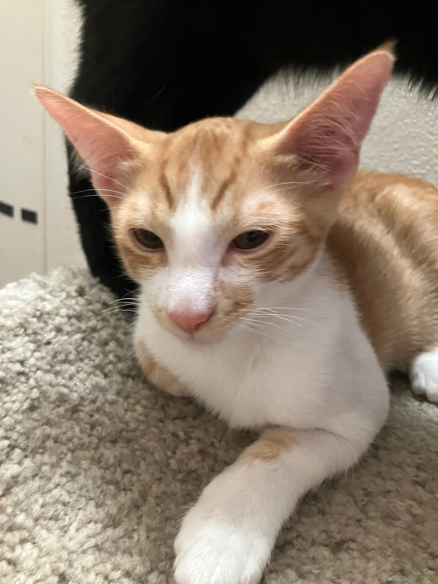 Enlarge Brows, a Adoptable Domestic Short Hair in Mesa, AZ image 4/4