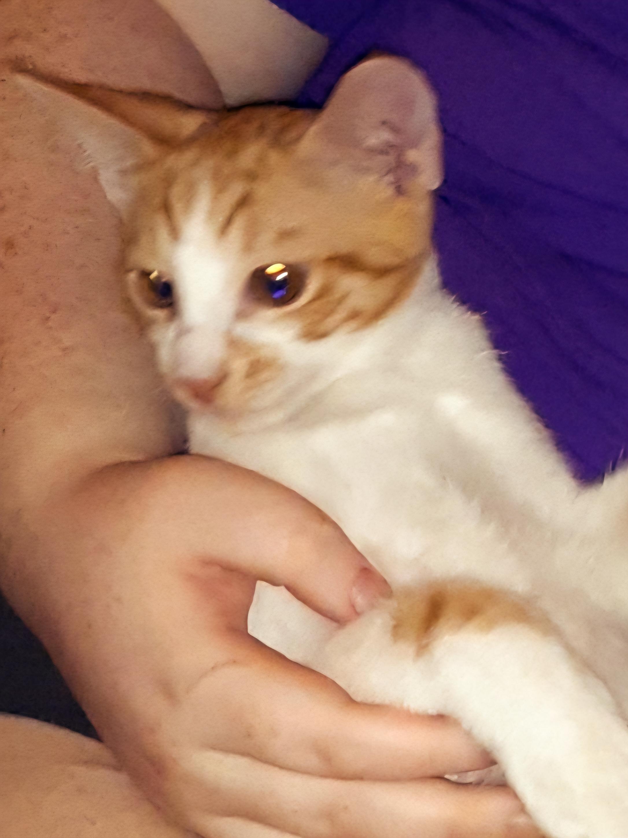 Enlarge Brows, a Adoptable Domestic Short Hair in Mesa, AZ image 2/4