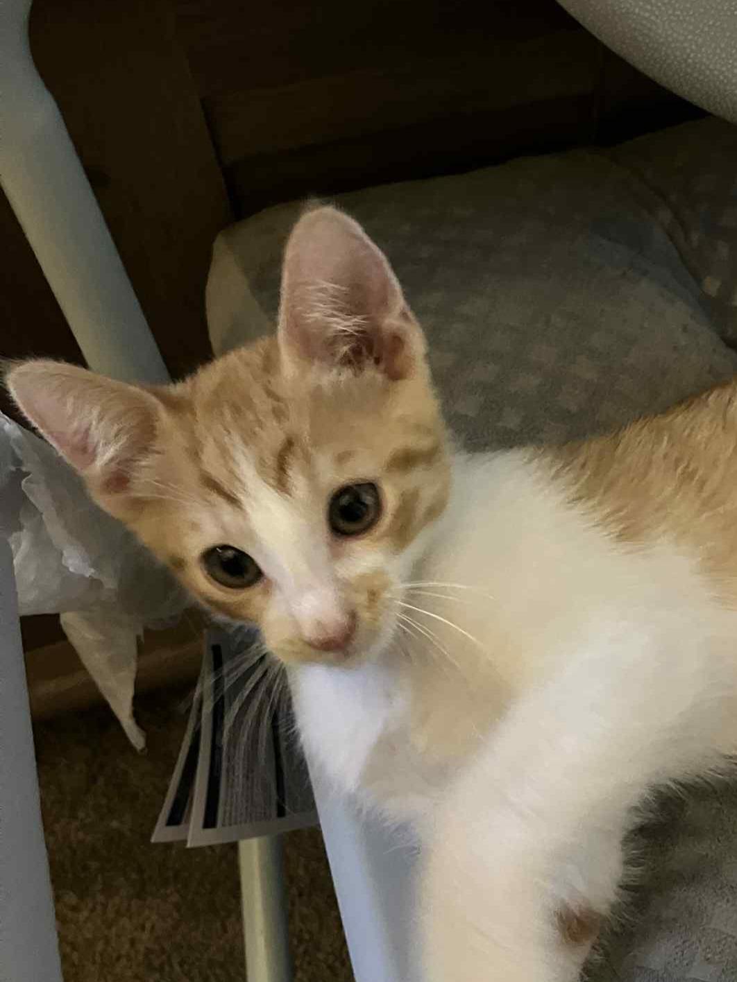 Enlarge Brows, a Adoptable Domestic Short Hair in Mesa, AZ image 3/4