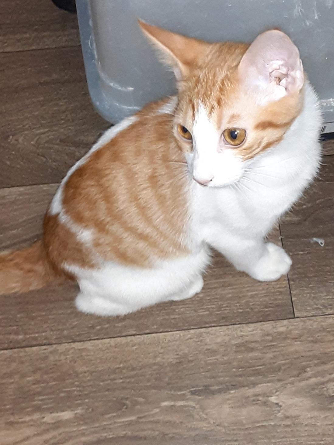 Brows, Adoptable, Kitten Male Domestic Short Hair.