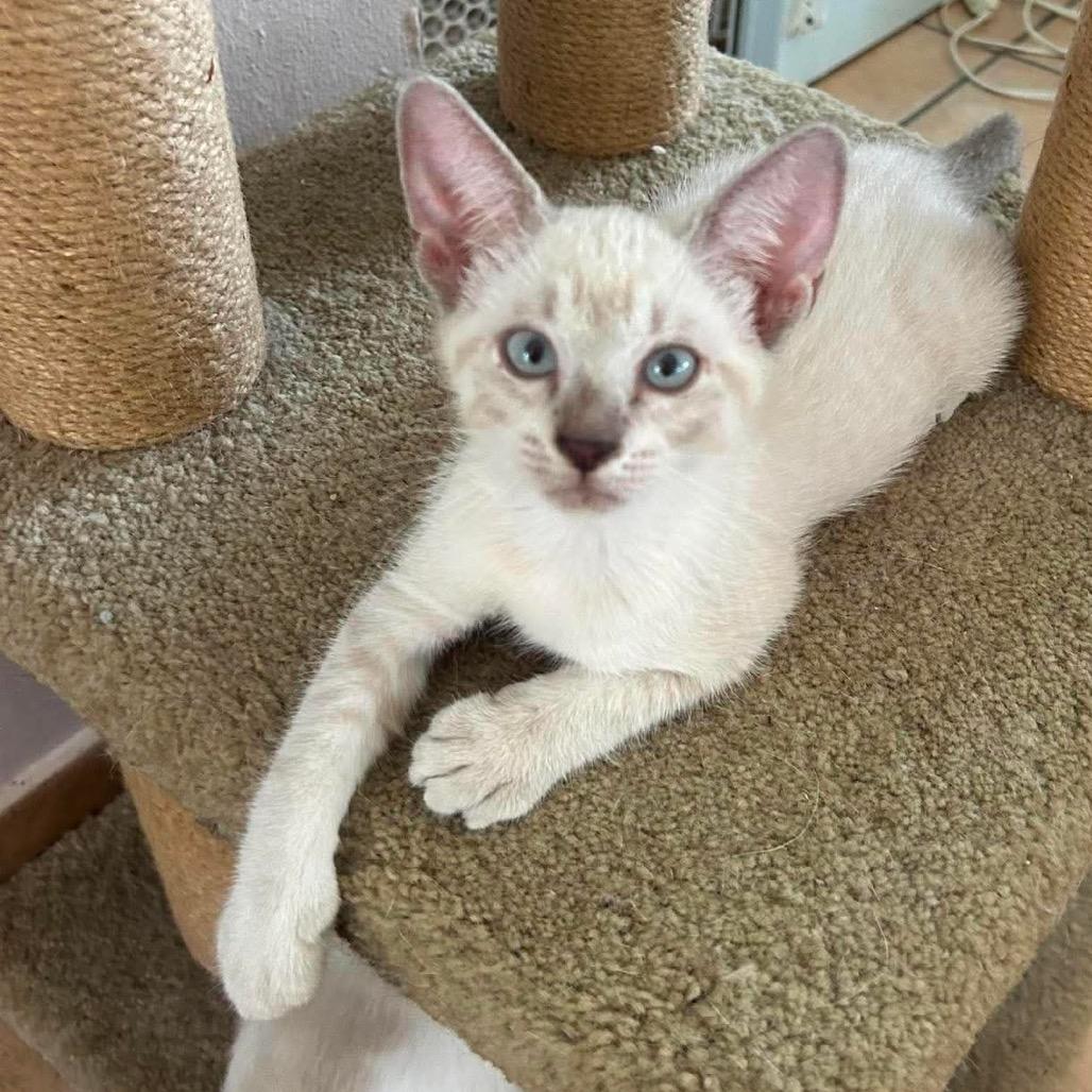 Toast, Adoptable, Kitten Female Siamese.