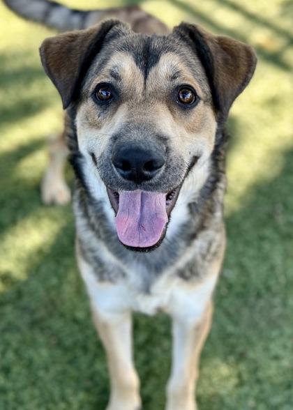 Mowgli, a Adoptable mixed breed in Red Bluff, CA image 3/3
