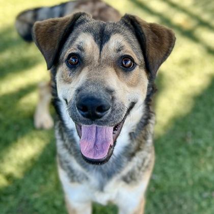 Mowgli, Adoptable, Young Male Shepherd.