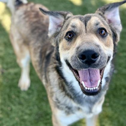 Mowgli, a Adoptable mixed breed in Red Bluff, CA image 2/3