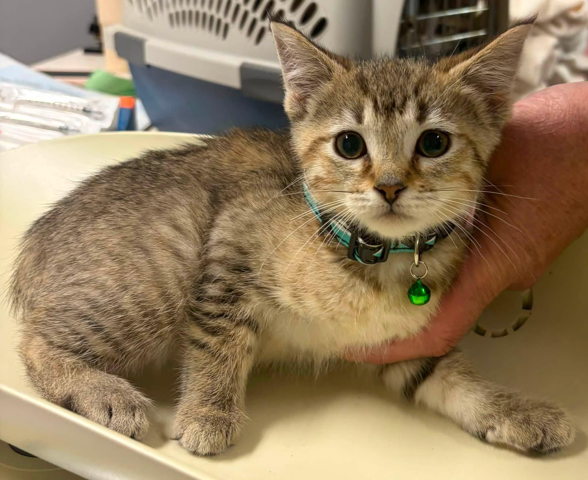 Linda 2, Adoptable, Young Female Domestic Short Hair.