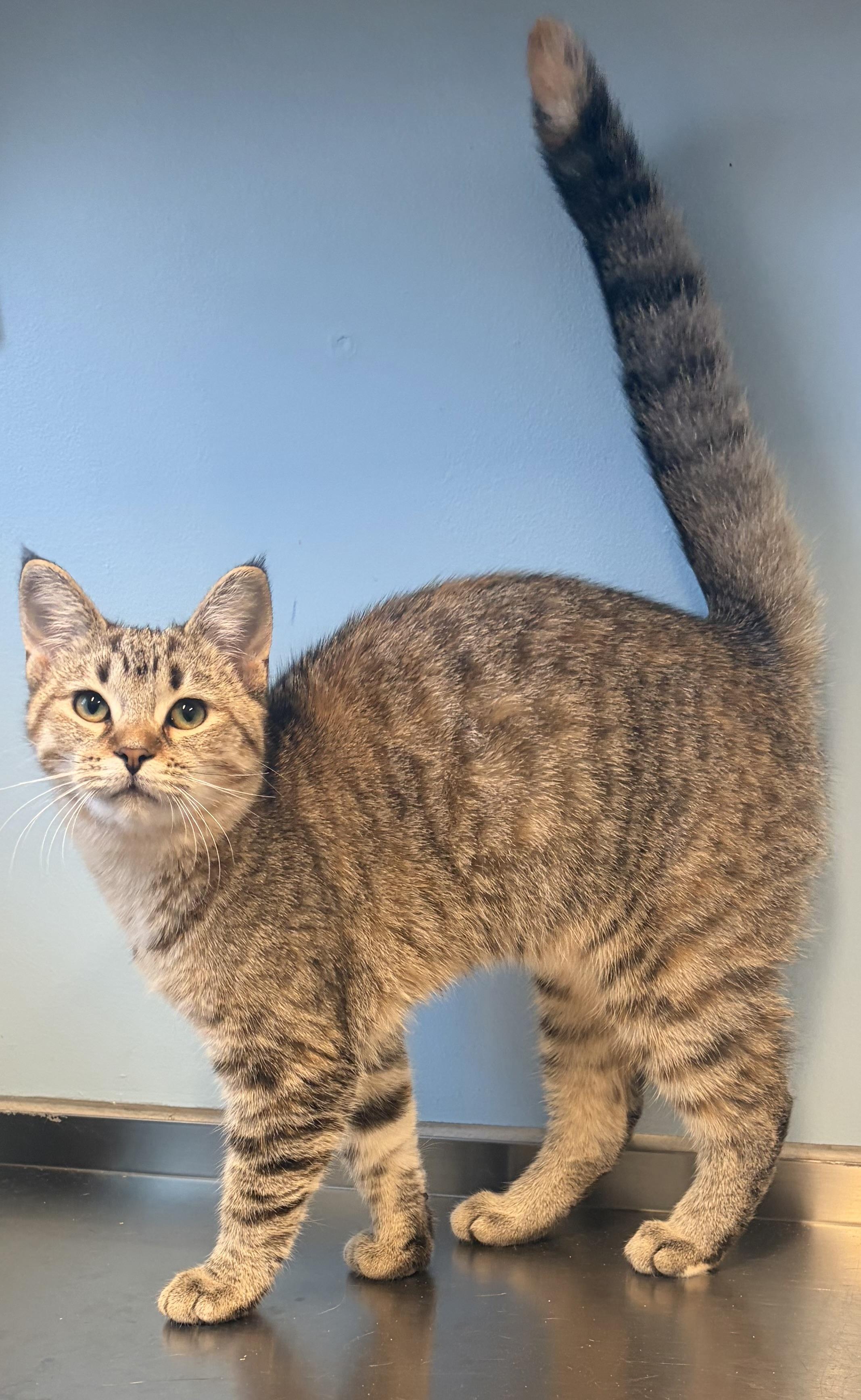 Clover, Adoptable, Young Female Domestic Short Hair.