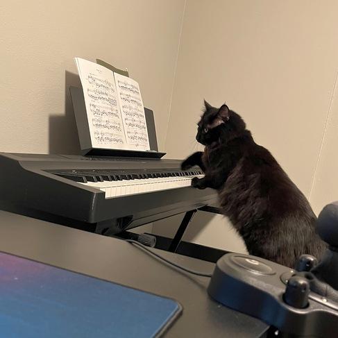 Leonard, Adoptable, Adult Male Domestic Medium Hair.