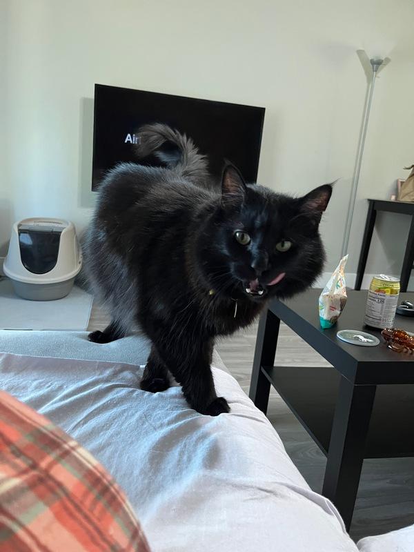 Leonard, a Adoptable Domestic Medium Hair in Portland, OR image 2/6