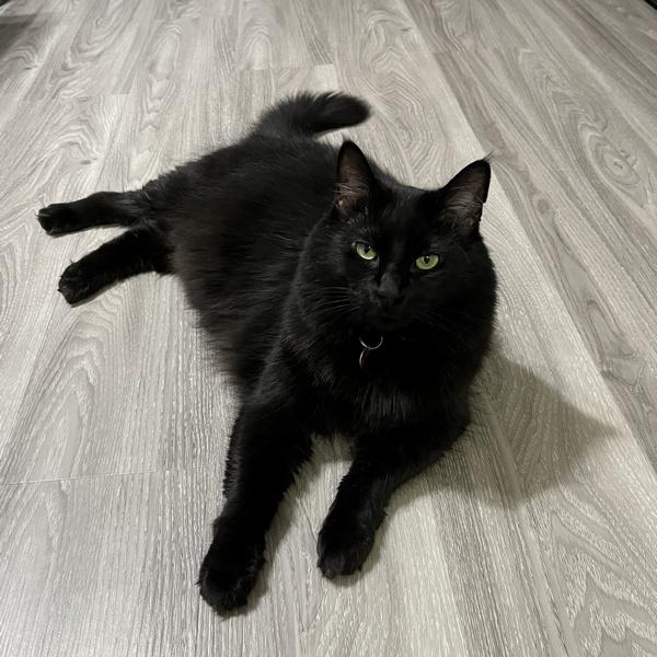 Enlarge Leonard, a Adoptable Domestic Medium Hair in Portland, OR image 2/6