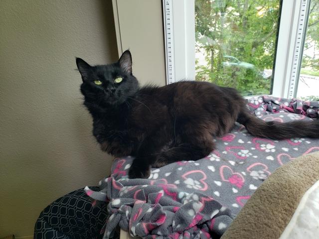 Enlarge Leonard, a Adoptable Domestic Medium Hair in Portland, OR image 3/6