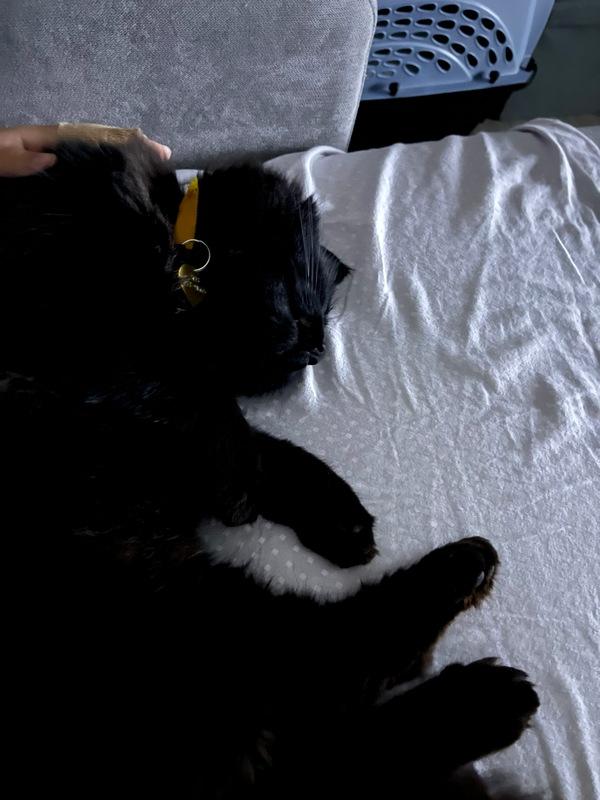 Enlarge Leonard, a Adoptable Domestic Medium Hair in Portland, OR image 4/6