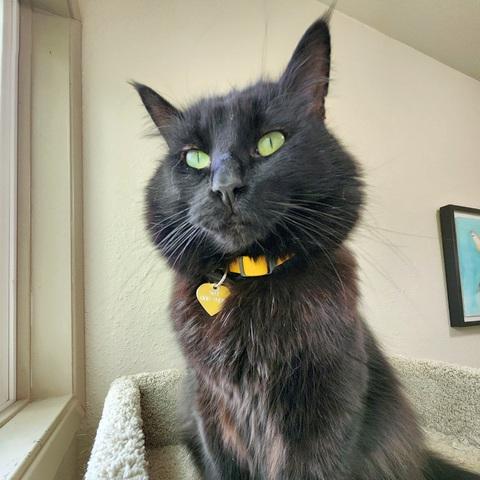 Enlarge Leonard, a Adoptable Domestic Medium Hair in Portland, OR image 5/6