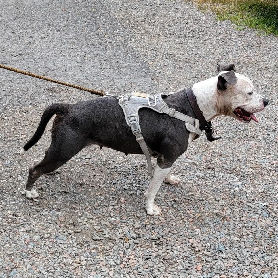 Taffy, ADOPTABLE, Adult Female Terrier.