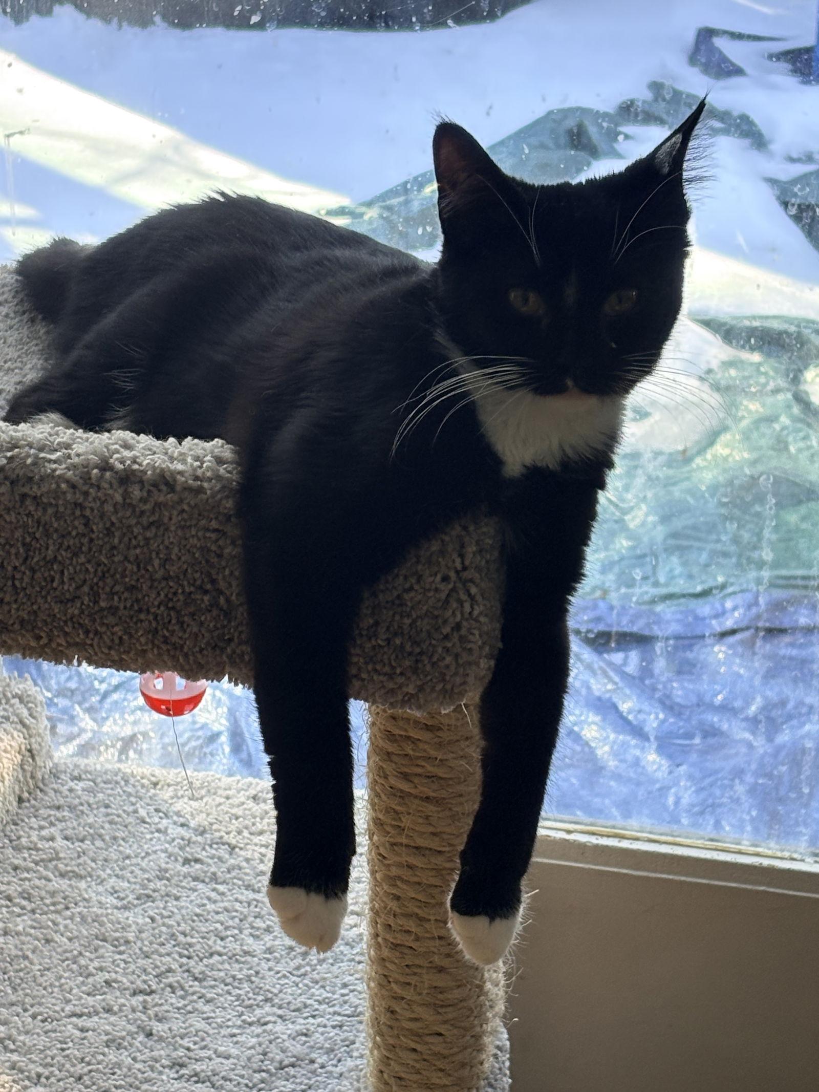 Enlarge Eightball, a Adoptable Domestic Short Hair in Cary, NC image 1/3