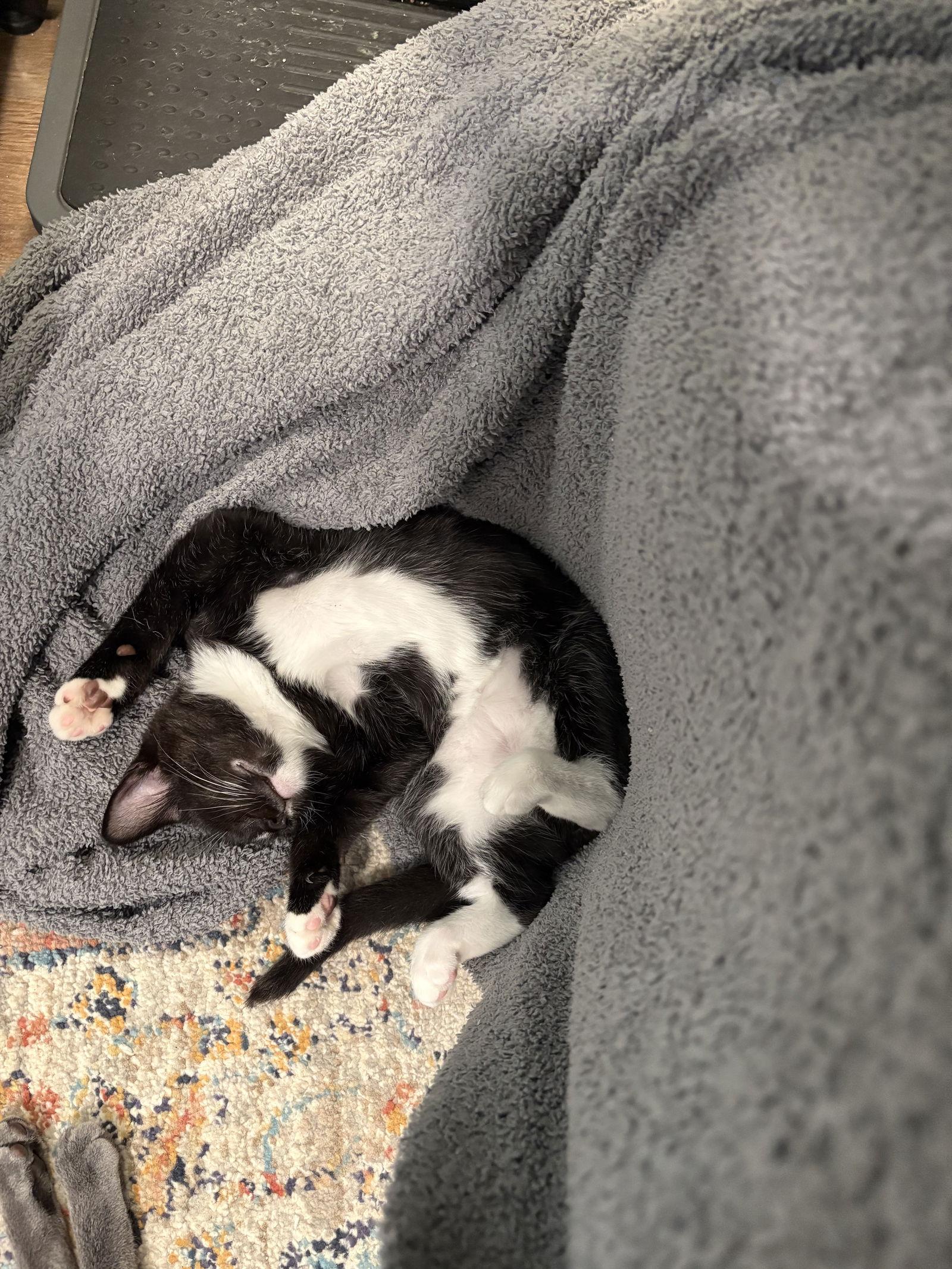 Enlarge Eightball, a Adoptable Domestic Short Hair in Cary, NC image 2/3