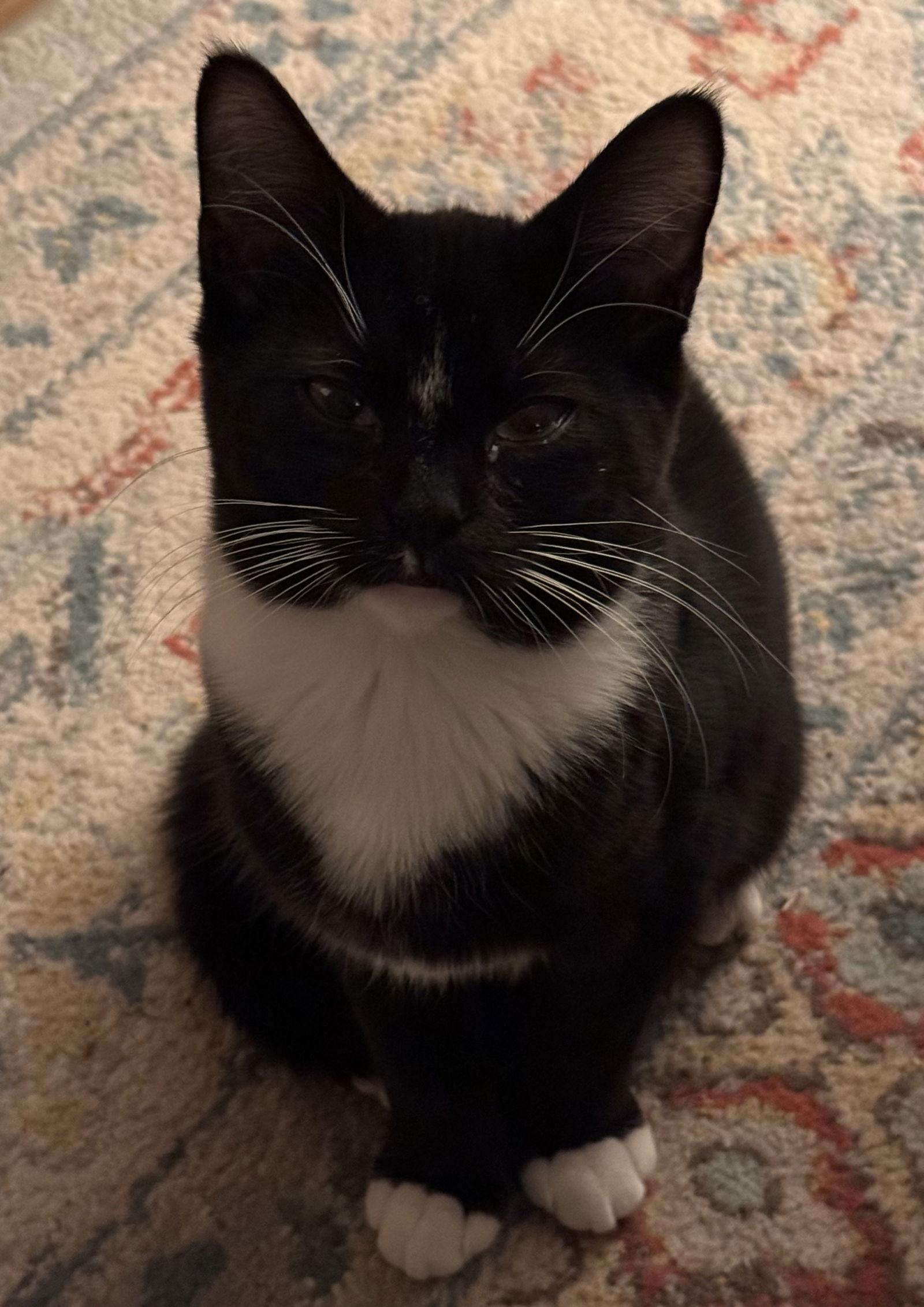 Enlarge Eightball, a Adoptable Domestic Short Hair in Cary, NC image 3/3