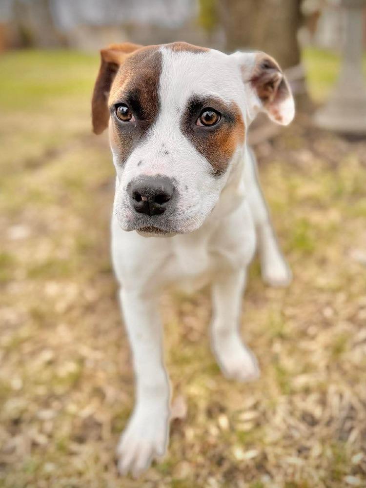 Dumpling, Adoptable, Puppy Female Mixed Breed.