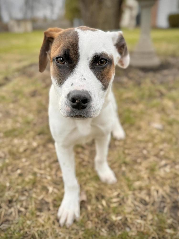 Dumpling, Adoptable, Puppy Female Mixed Breed.
