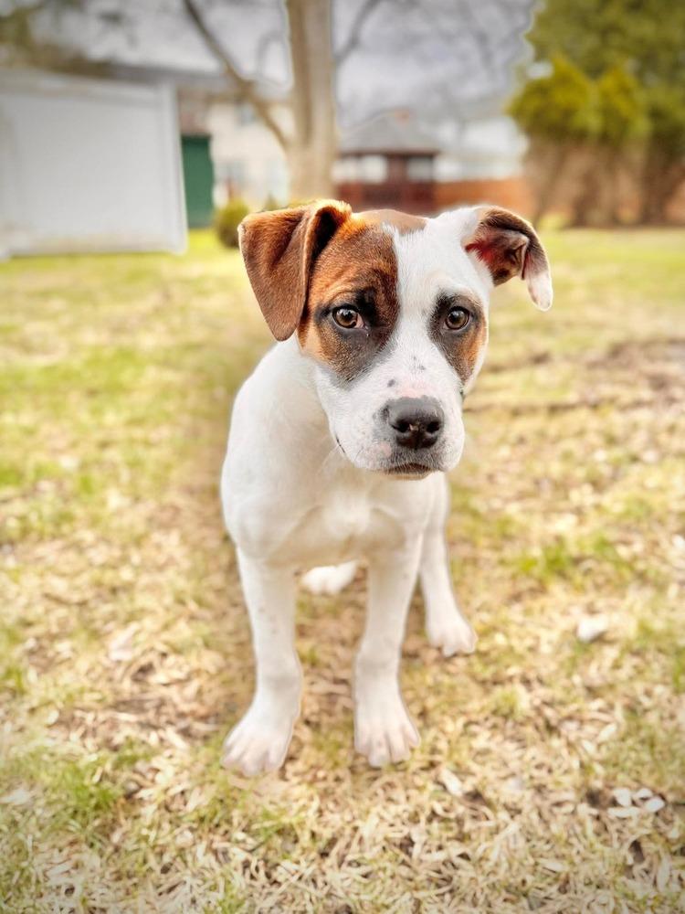 Enlarge Dumpling, a Adoptable mixed breed in Alden, NY image 2/4