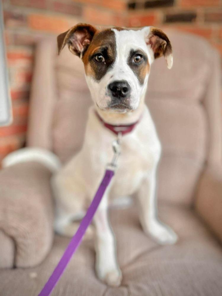 Enlarge Dumpling, a Adoptable mixed breed in Alden, NY image 2/4