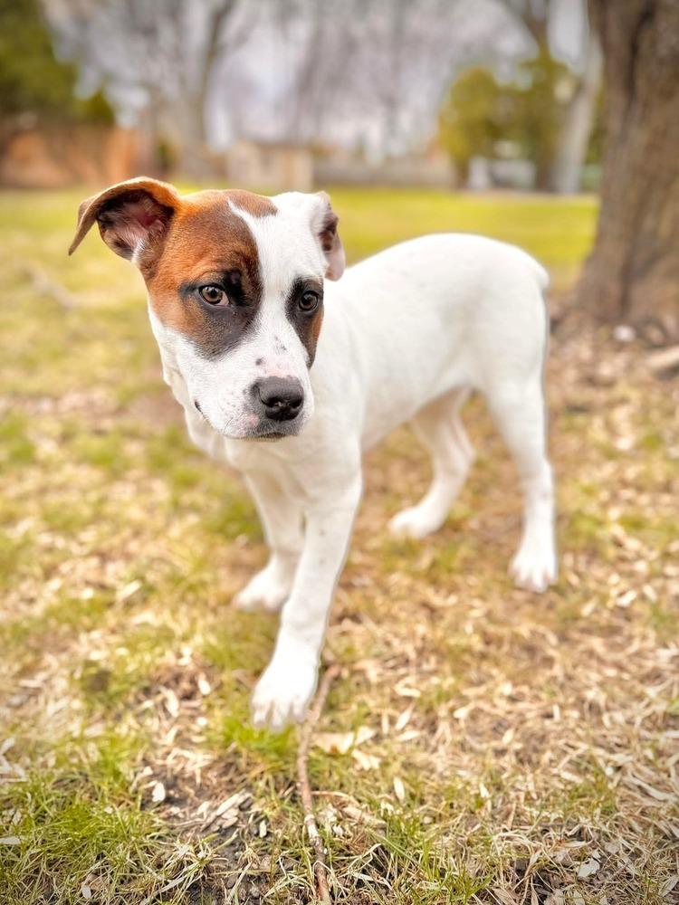 Enlarge Dumpling, a Adoptable mixed breed in Alden, NY image 3/4