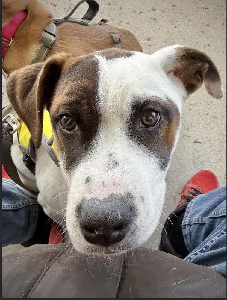 Enlarge Dumpling, a Adoptable mixed breed in Alden, NY image 4/4