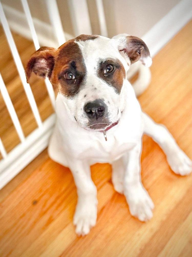 Enlarge Dumpling, a Adoptable mixed breed in Alden, NY image 4/4