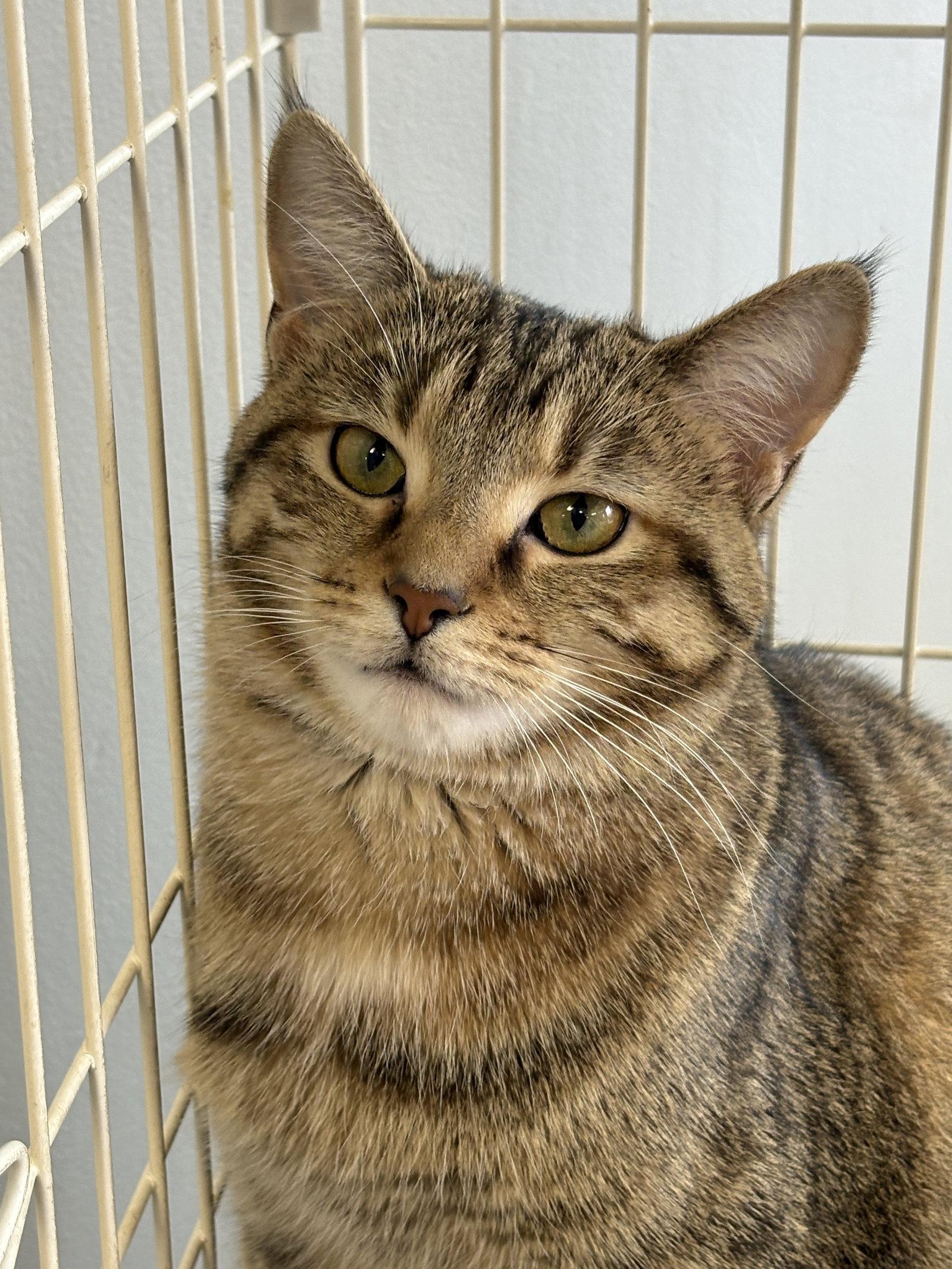 Fern, Adoptable, Young Female Tabby & Domestic Short Hair.