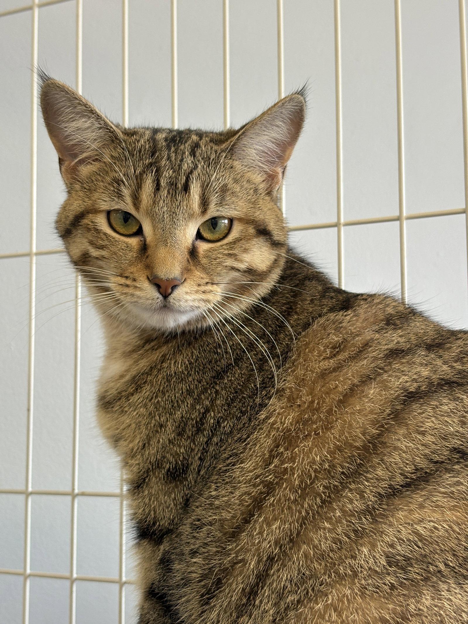 Fern, a Adoptable mixed breed in Georgetown, KY image 2/3