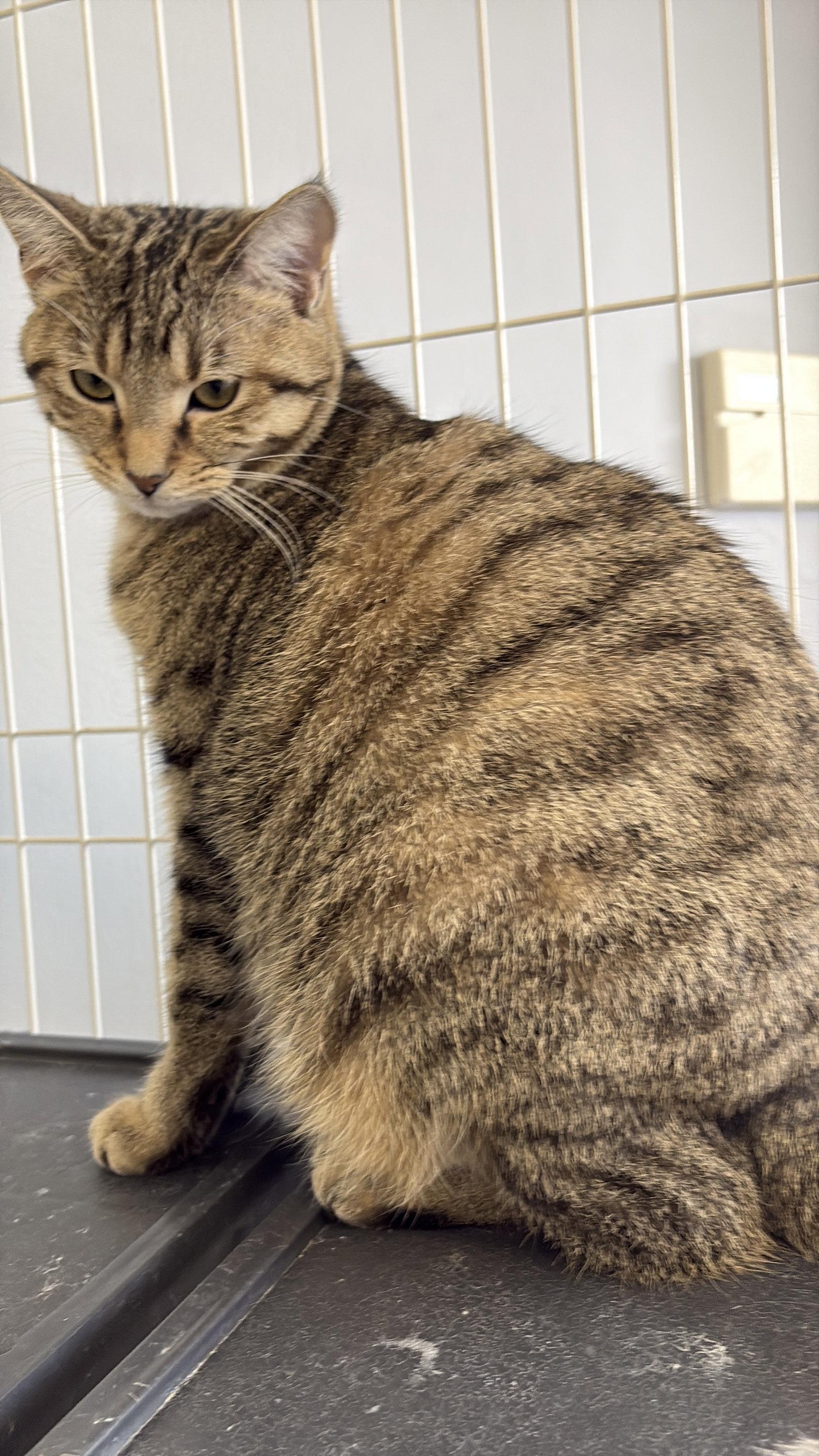 Fern, a Adoptable mixed breed in Georgetown, KY image 3/3