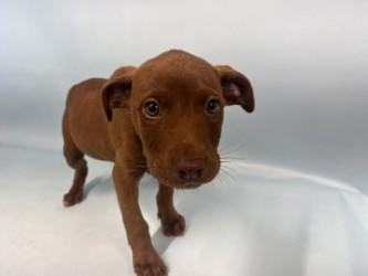 Enlarge Olivia, a Adoptable mixed breed in Woodbury, MN image 1/1