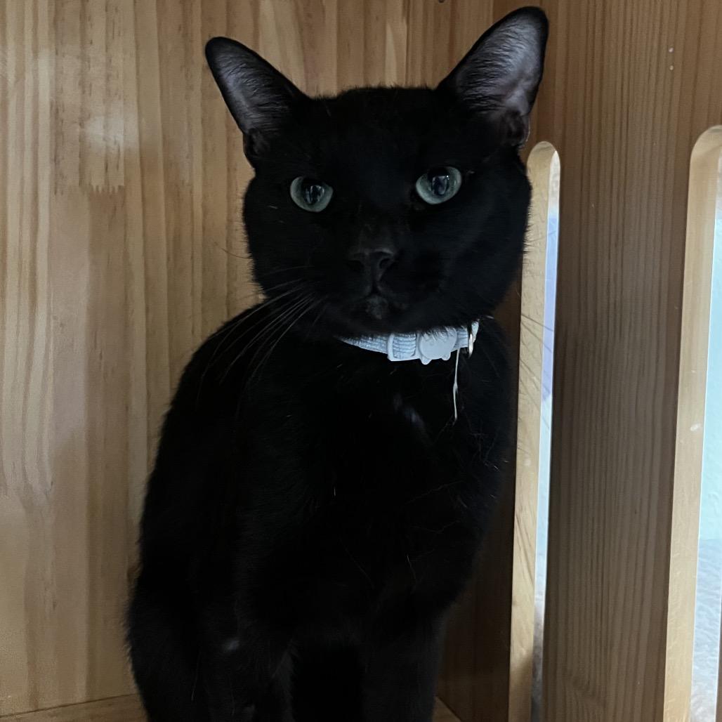 George, Adoptable, Adult Male Domestic Short Hair.