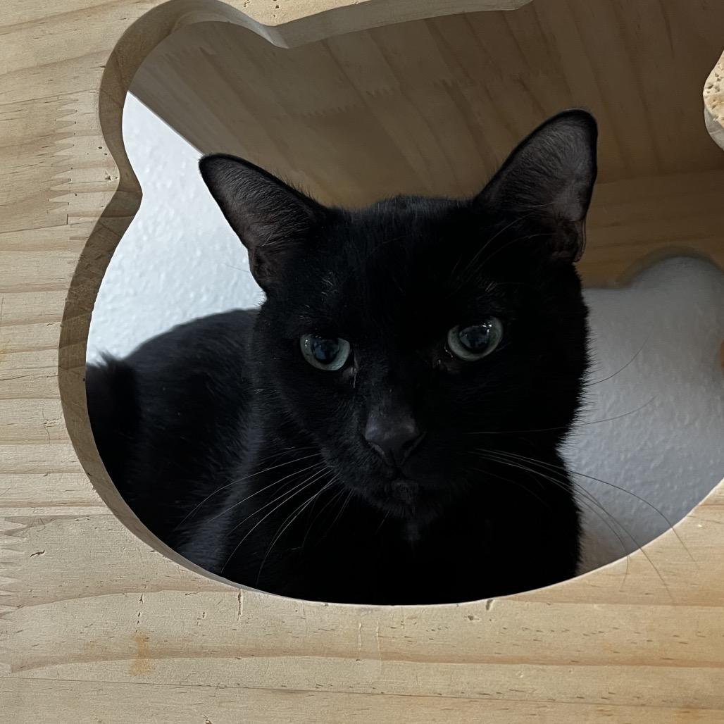 George, a Adoptable Domestic Short Hair in Yucca Valley, CA image 3/4
