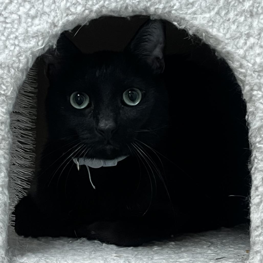 George, a Adoptable Domestic Short Hair in Yucca Valley, CA image 4/4