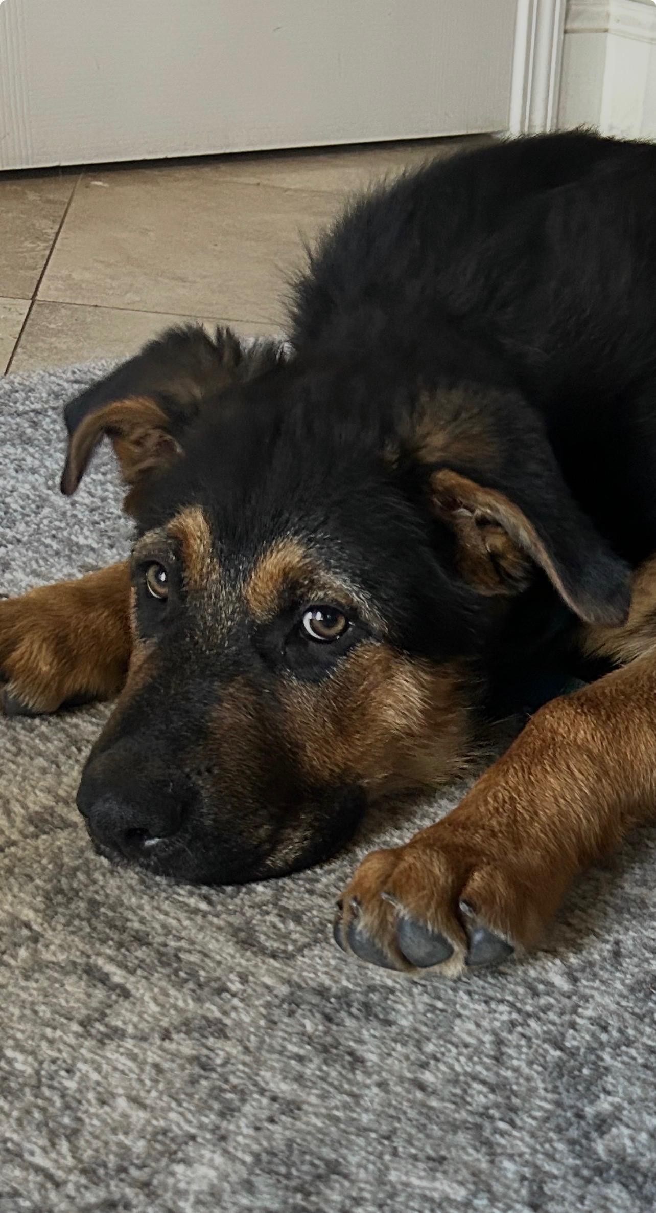 Chud, an adopted mixed breed in Sonora, CA image 3/6