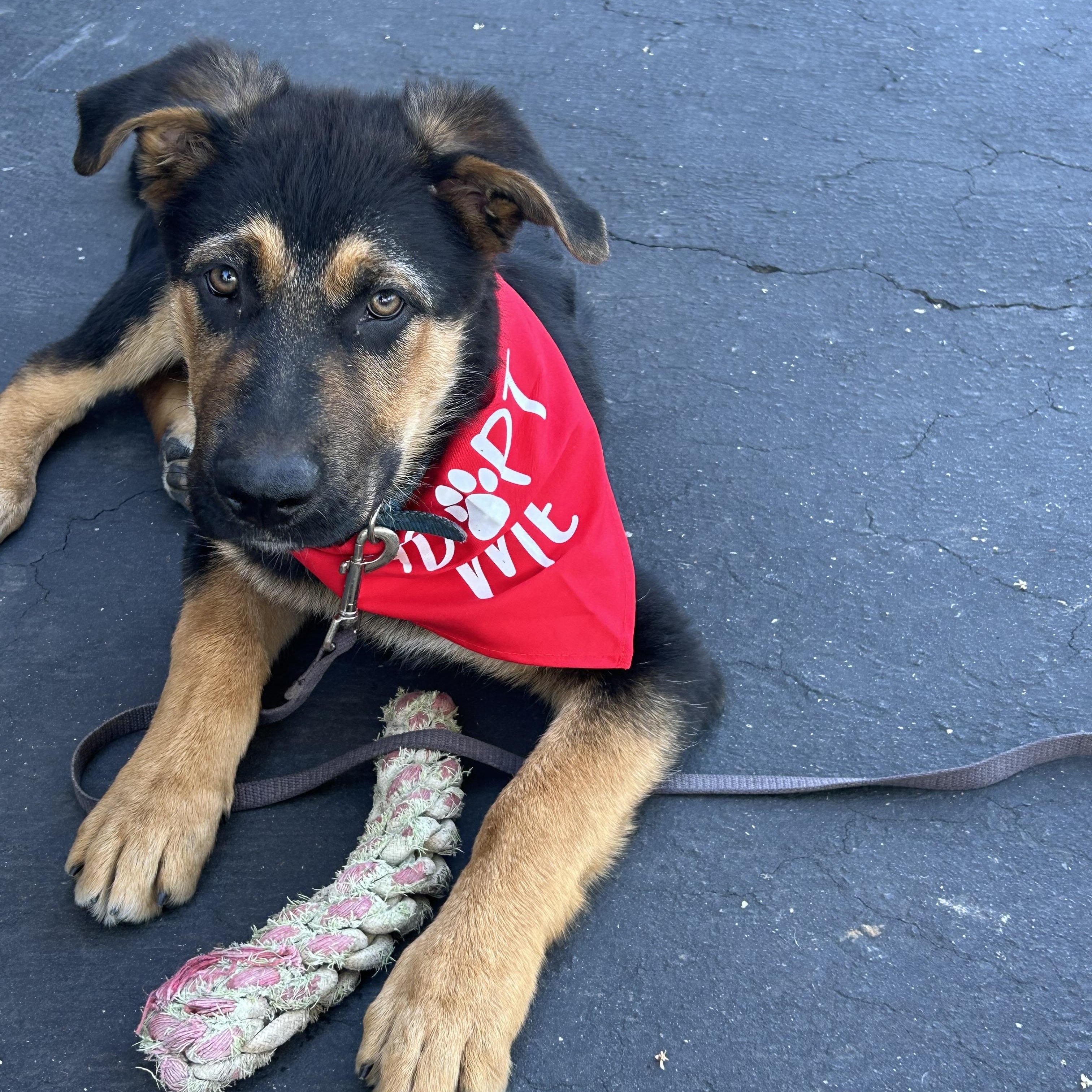 Chud, an adopted mixed breed in Sonora, CA image 1/6