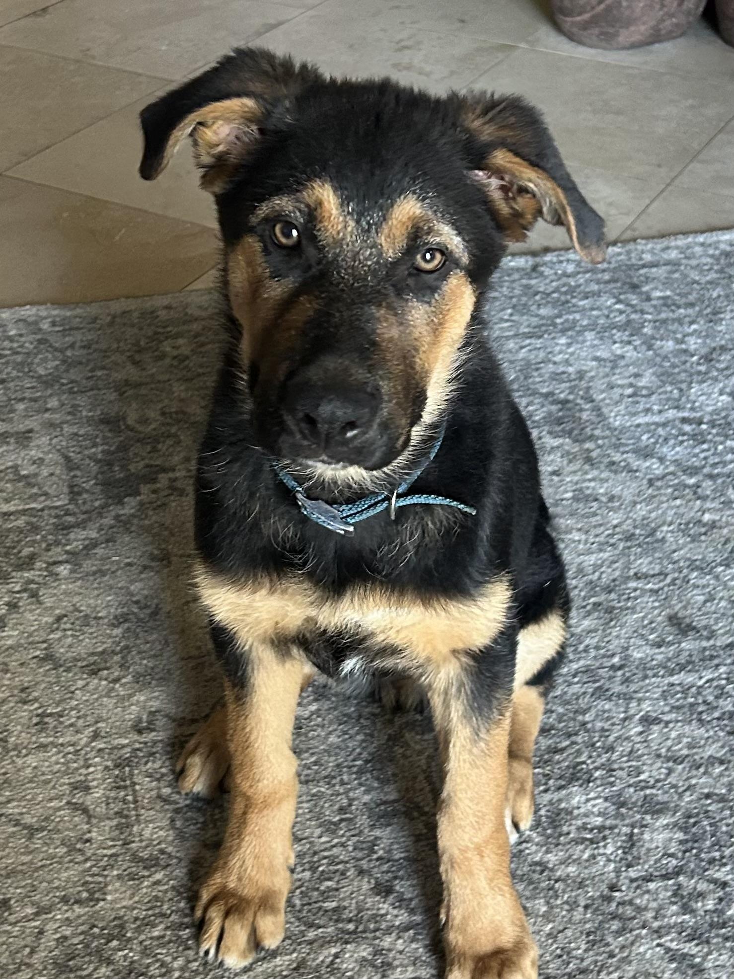 Chud, an adopted mixed breed in Sonora, CA image 2/6