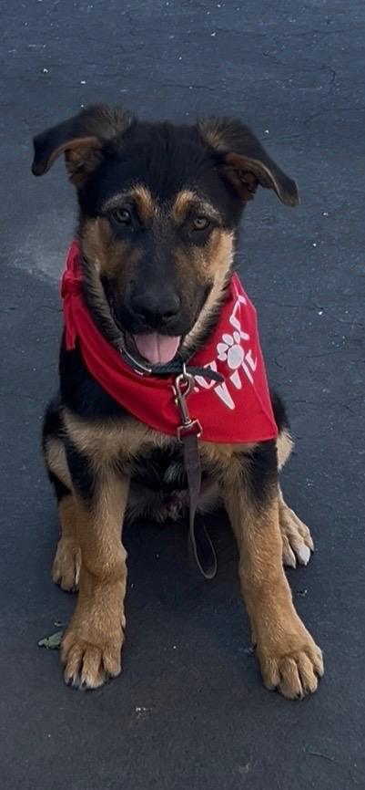 Chud, an adopted mixed breed in Sonora, CA image 6/6