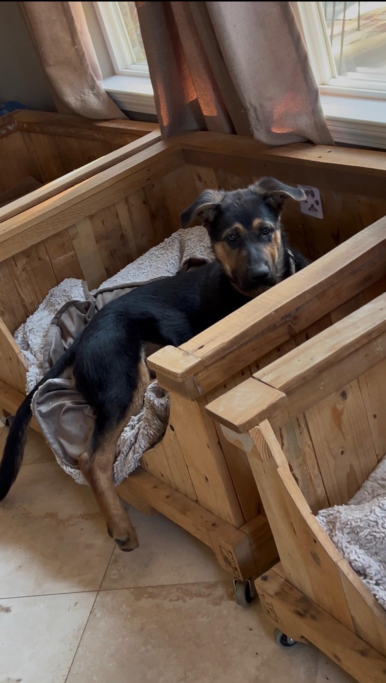 Chud, an adopted mixed breed in Sonora, CA image 4/6