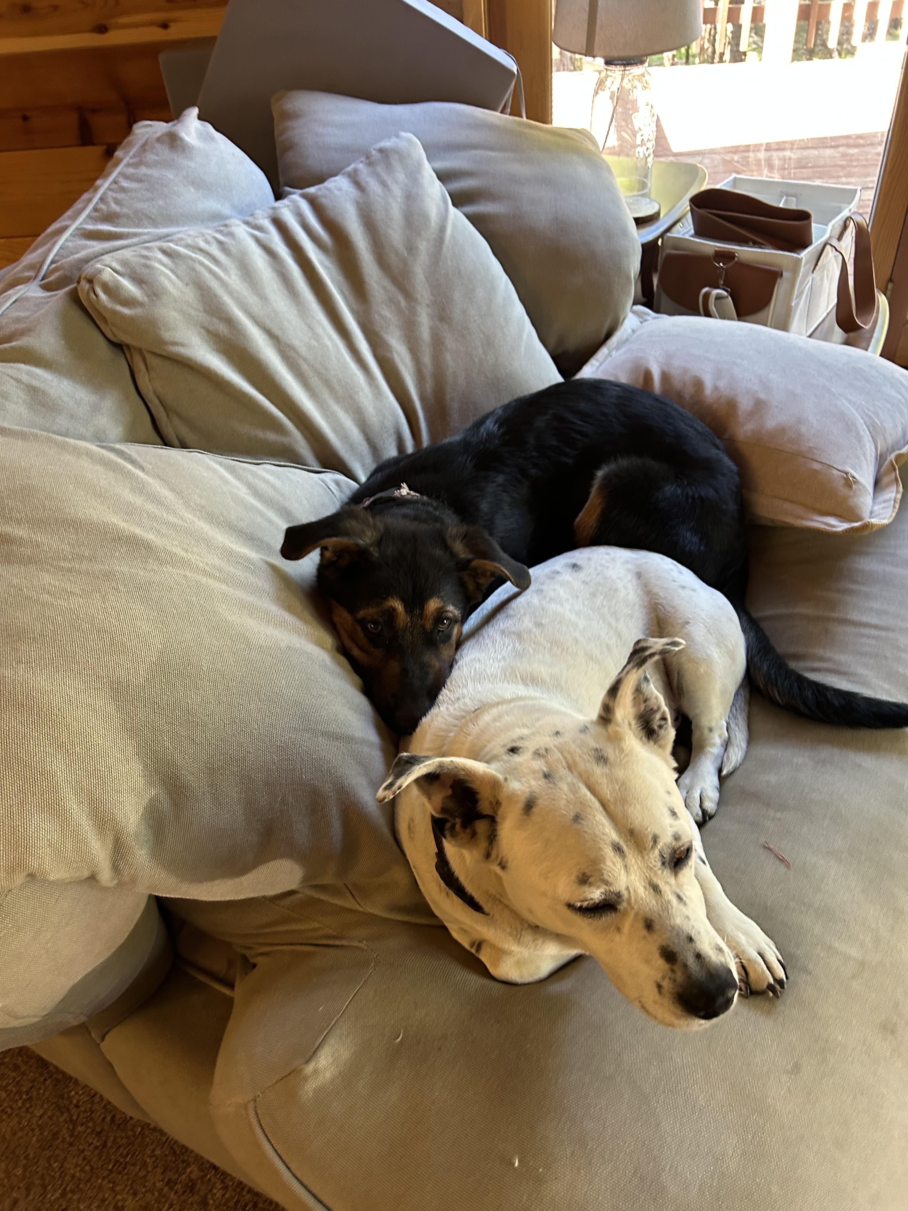 Chud, an adopted mixed breed in Sonora, CA image 5/6