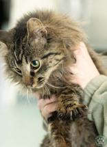 Wink, ADOPTABLE, Adult Male Domestic Medium Hair.