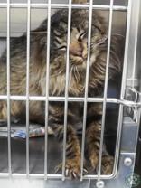 Enlarge Wink, a ADOPTABLE Domestic Medium Hair in Potsdam, NY image 2/2