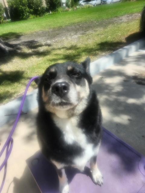 Enlarge Sweet MAMA Grace, a Adoptable mixed breed in Seattle, WA image 3/5