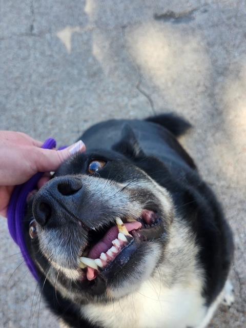 Sweet MAMA Grace, Adoptable, Adult Female Alaskan Malamute.