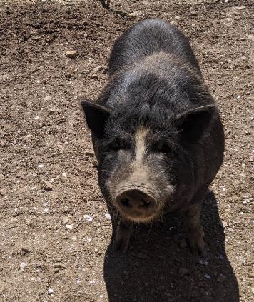 Leroy, Adult Male unknown