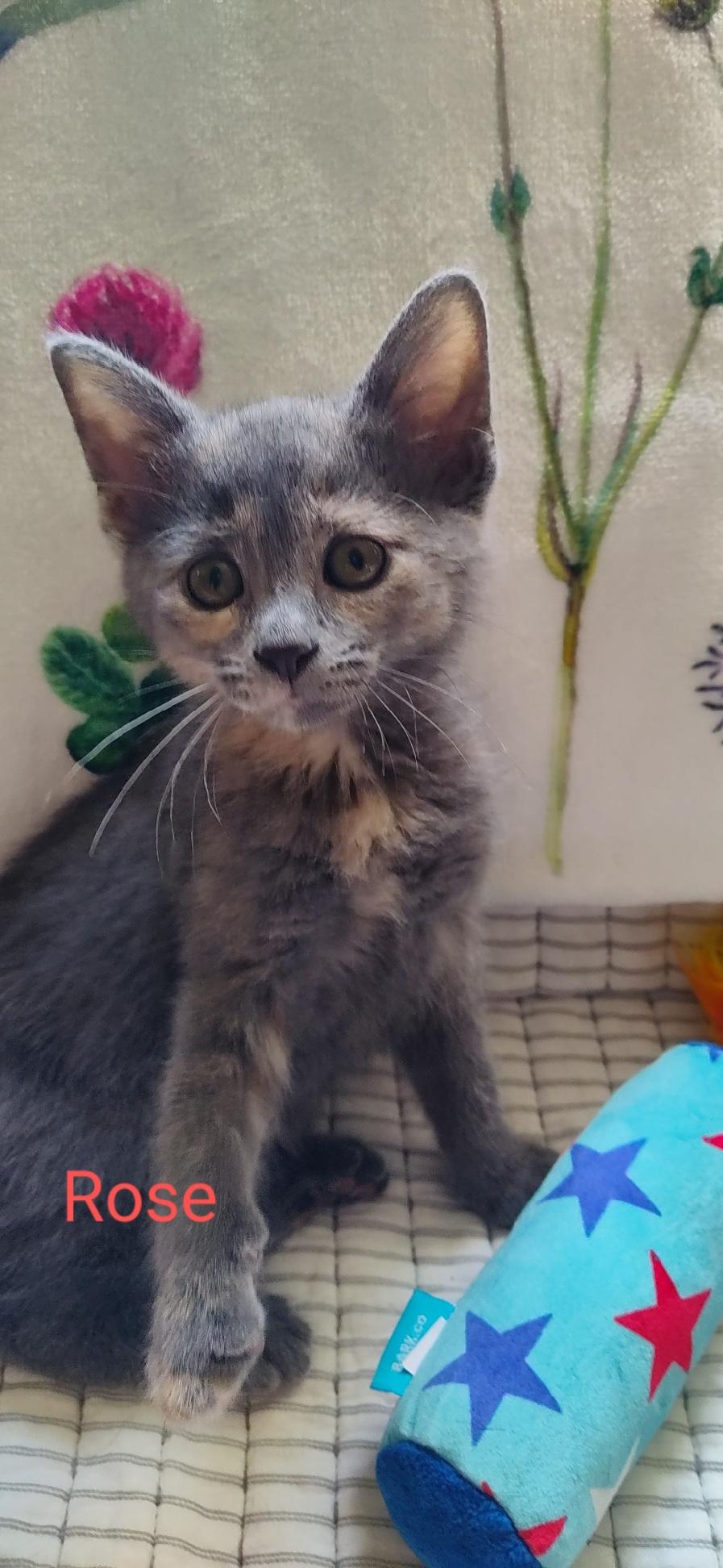 Rose, Baby Female Domestic Short Hair
