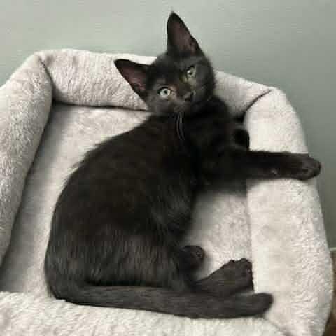Photo of Misty
